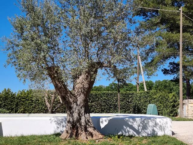 I trulli di nonno Ernesto gallery image 5