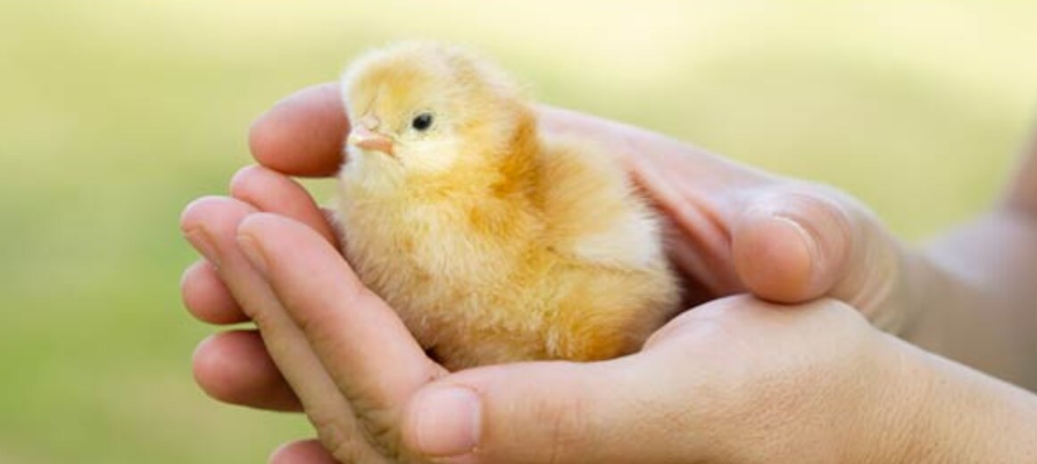 A small, fluffy chick with soft yellow feathers is cradled gently in two hands. The background features a blurred green, suggesting an outdoor setting, enhancing the focus on the chick's delicate form.