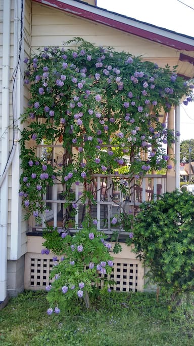 Wisteria blooms on the side of the front porch