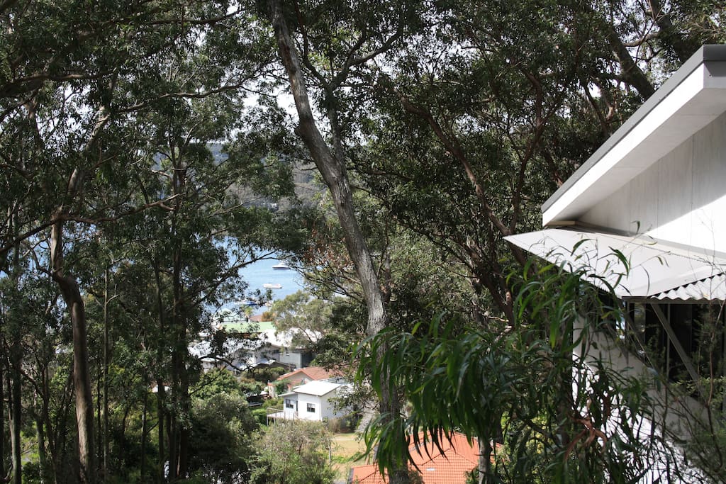 bay and bush from the studio entry