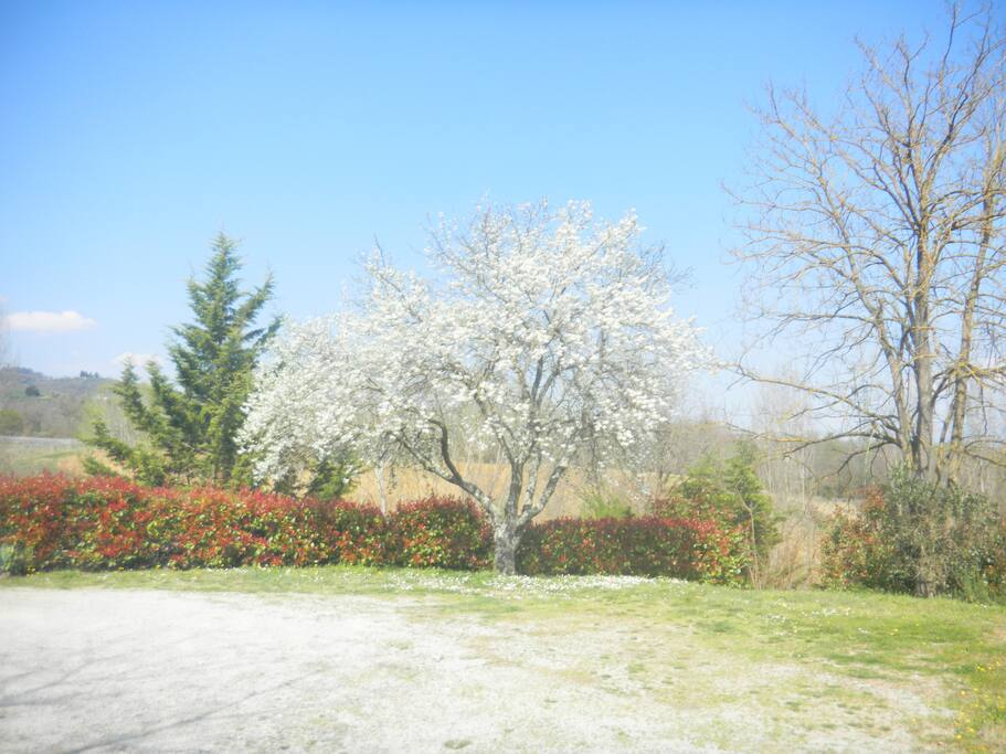 SPRING
