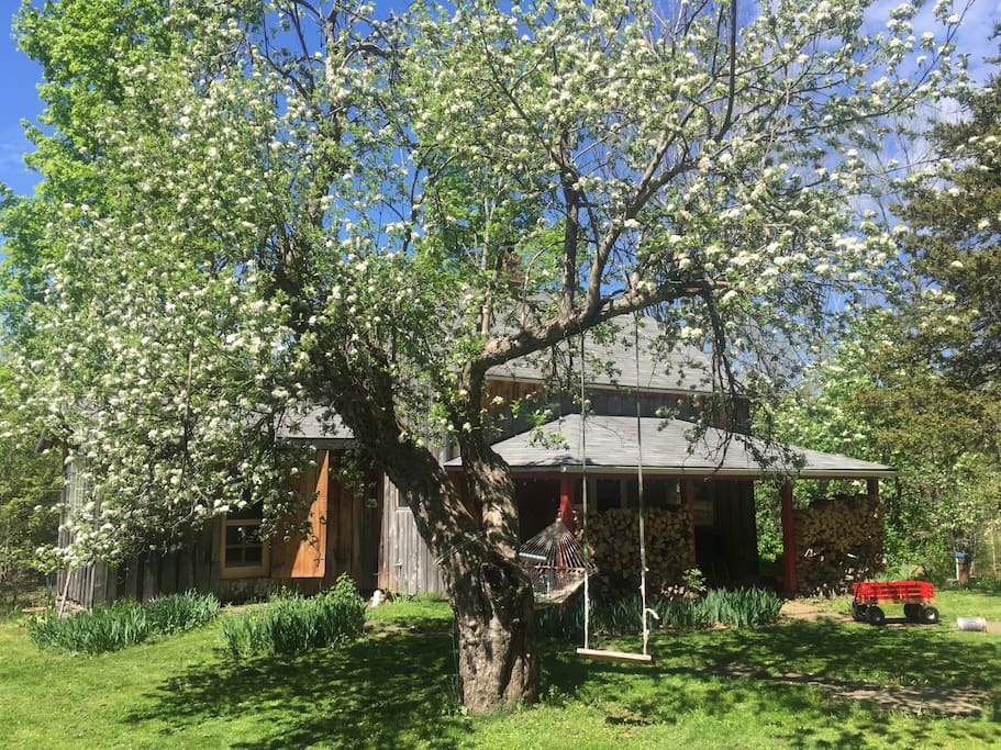 Apple tree blossoms - looks like a good year for apples!