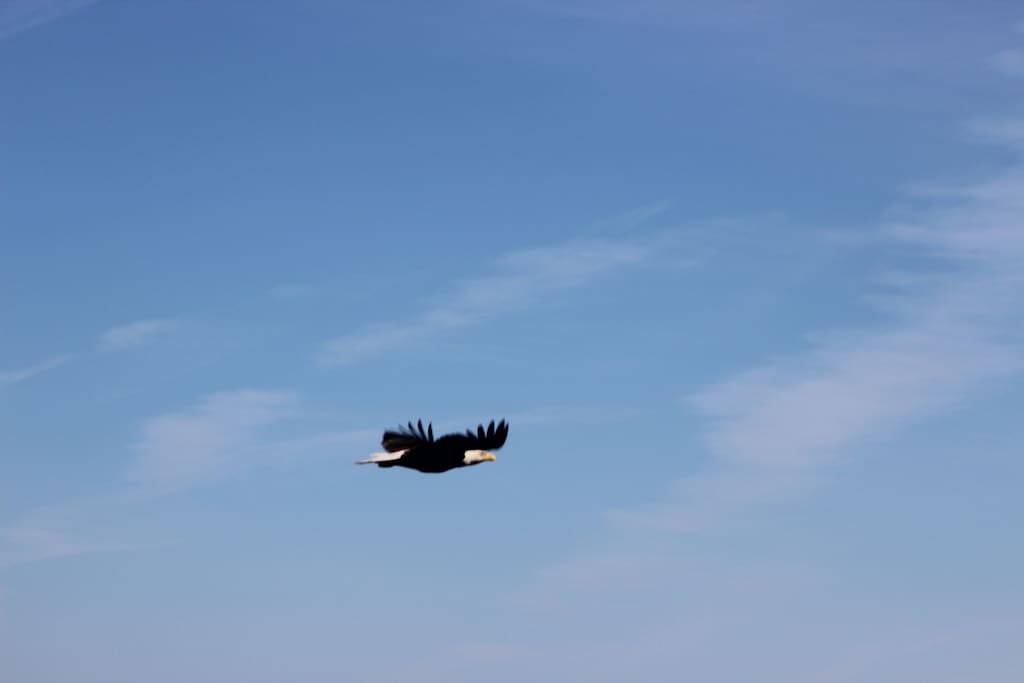 Eagles often fly by. This was taken from the deck by me.