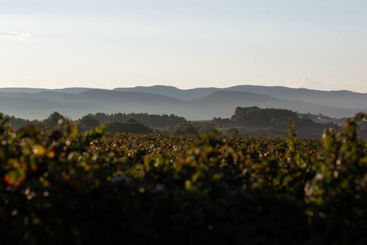 Wine landscape in Spain