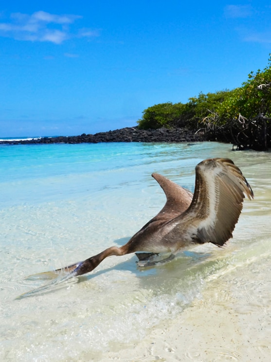 Show full-screen, host-provided image