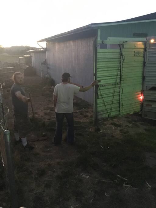 The day we got our cows.