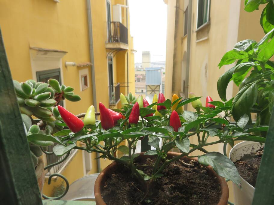 view from the balcony