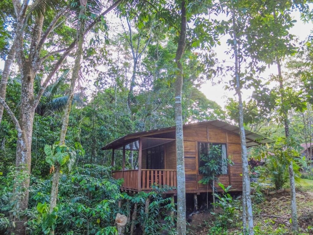 A wooden cabin is nestled among lush greenery, surrounded by tall trees and dense foliage. The structure features a covered porch with a railing, while large windows allow natural light to illuminate the interior. The natural setting enhances a sense of privacy and tranquility.