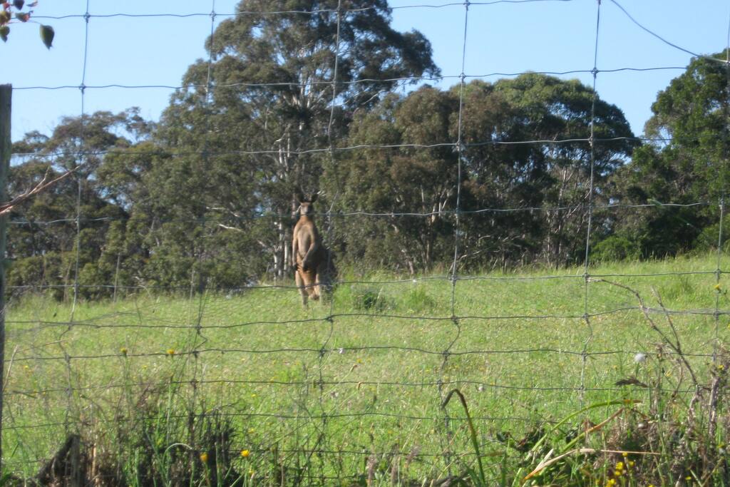 KANGAROO IN BACK PADDOCK