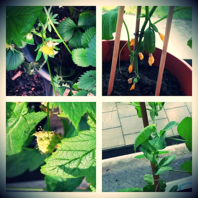 Balcony garden success