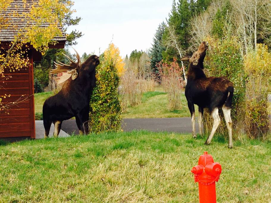 Moose by the condo