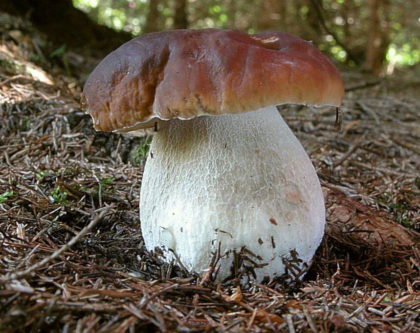 Temporada de setas.
Boletus Edulis