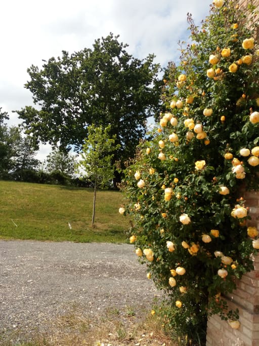 Roseto