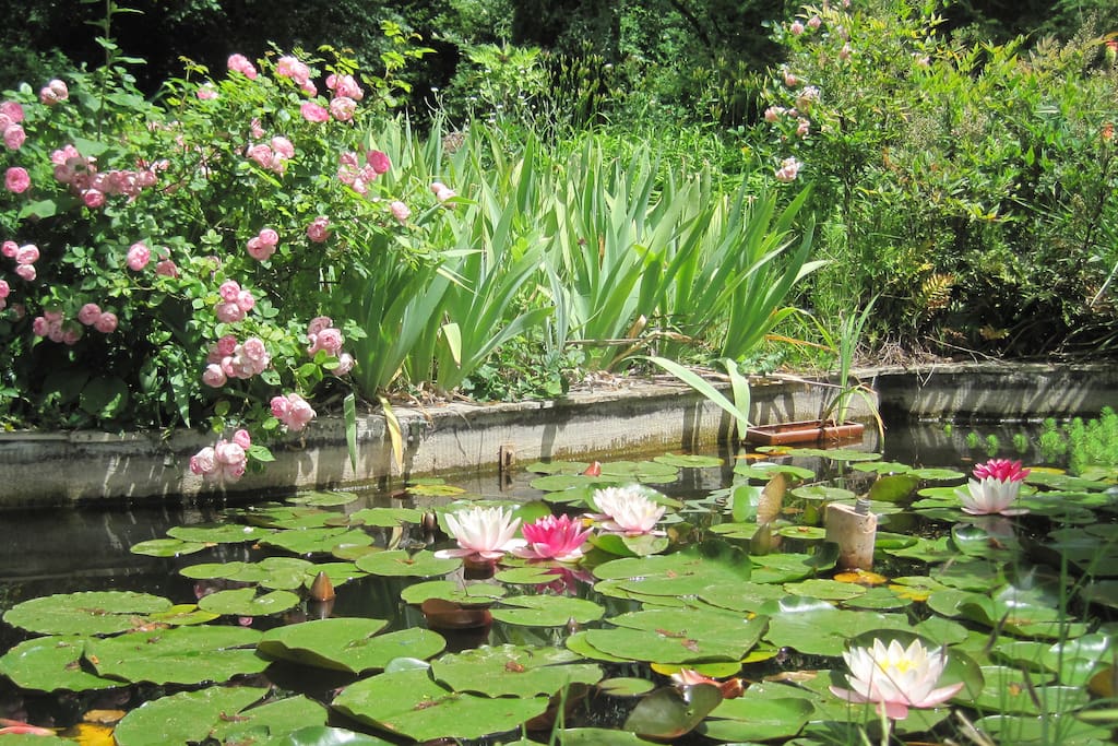 Le bassin aux nénuphars