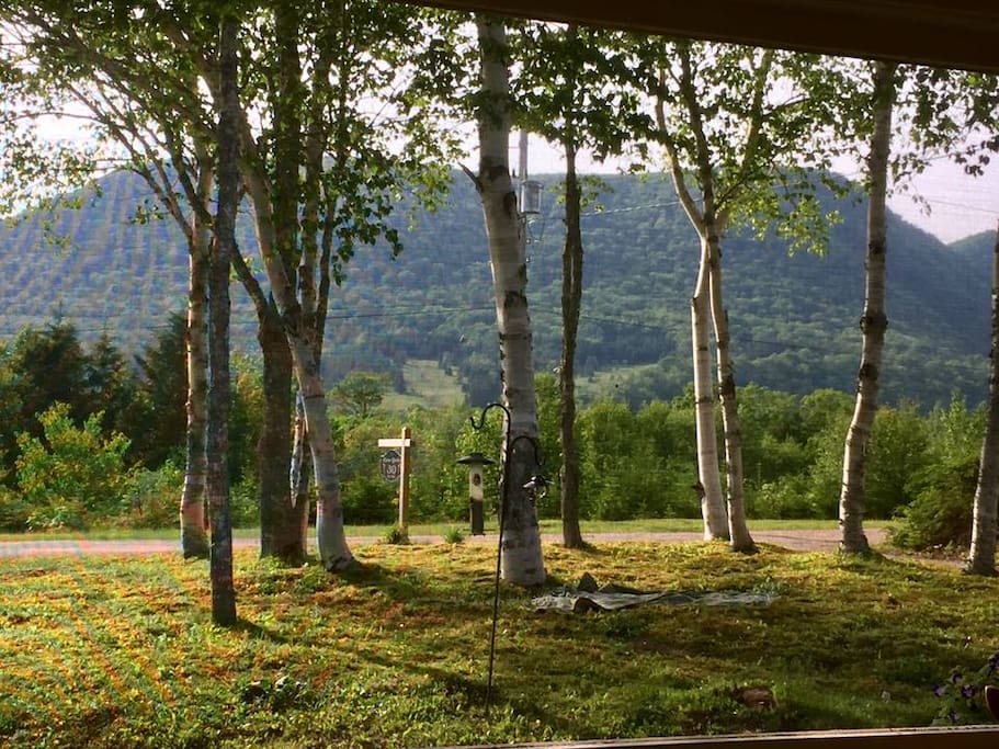 Watch the birds from the screen porch.
