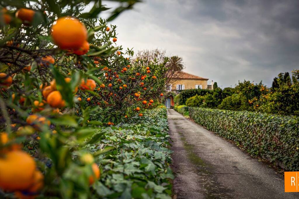 Da novembre a febbraio gli alberi si colorano d'arancio
