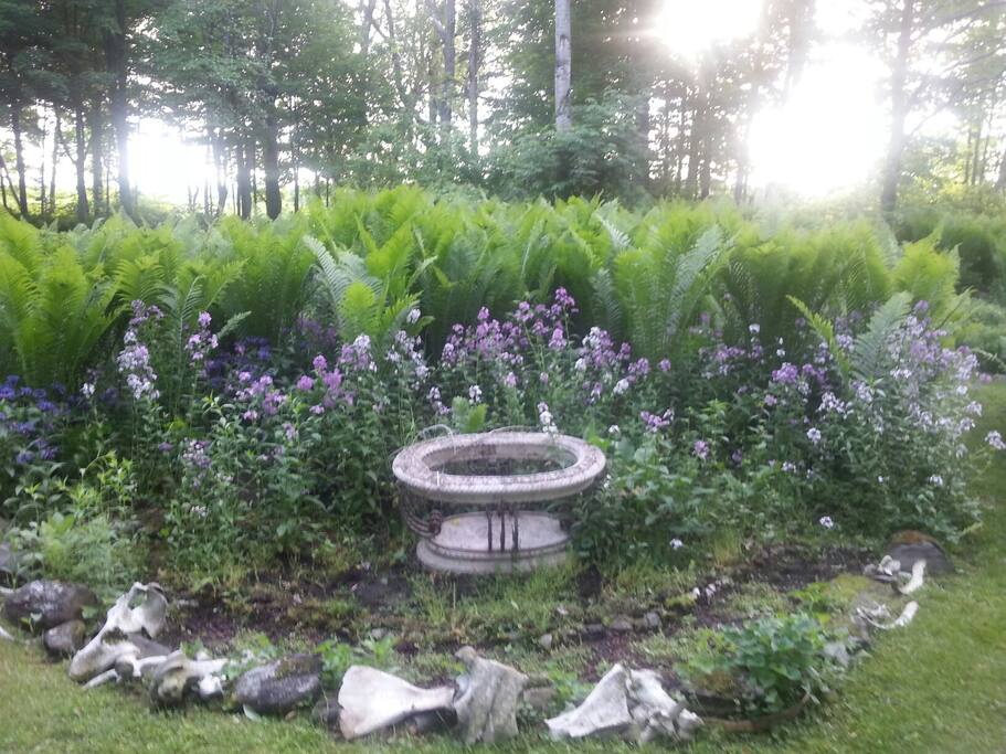 Ferns! Ferns! Ferns!