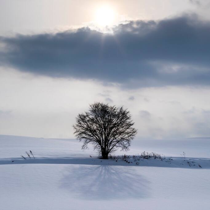 唯美纯净 来看美瑛雪原 北海道旅游攻略 尽在airbnb爱彼迎