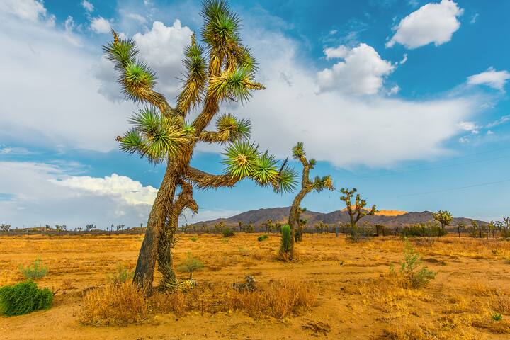 Private Gated Ranch on 5 Acres, modern and secure gallery image 3