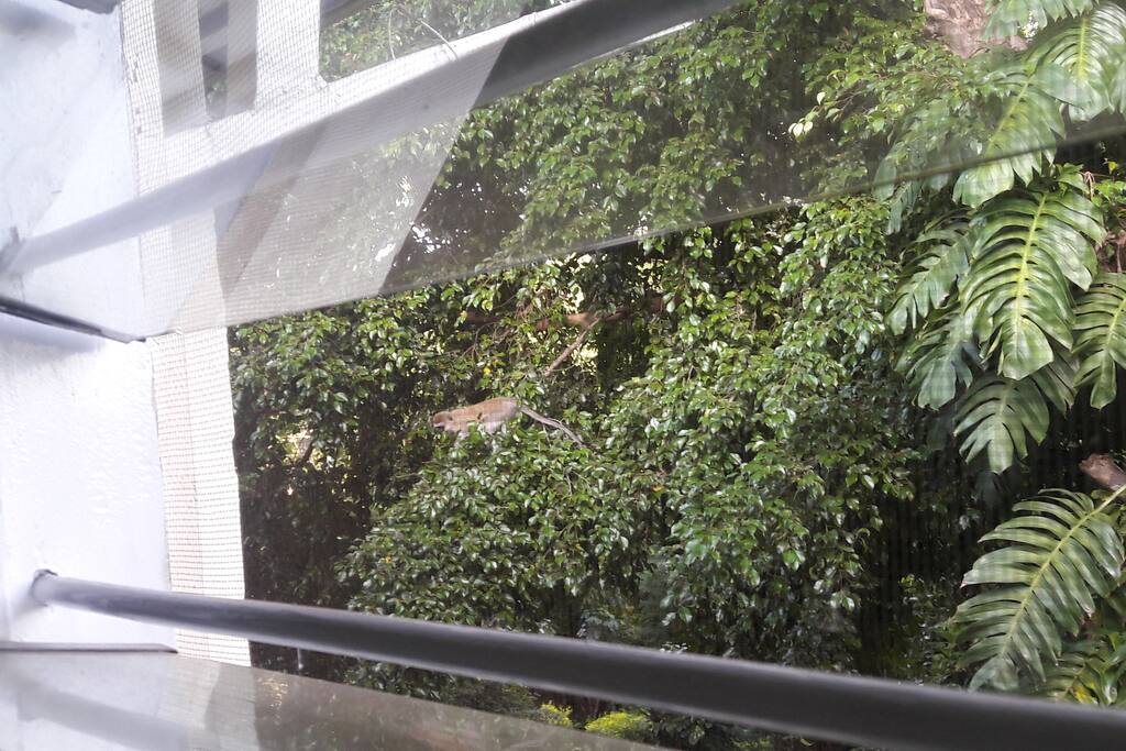 Wake up to views of monkeys and trees