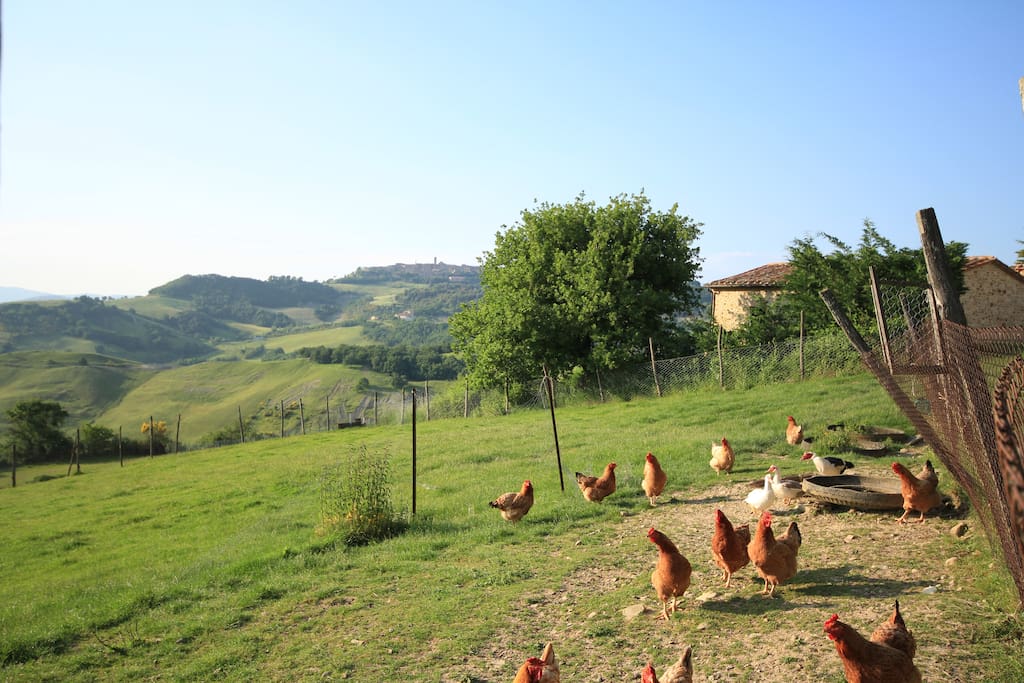 Agriturismo Marcigliana is an active farm with lots of animals, sheep and kitchens