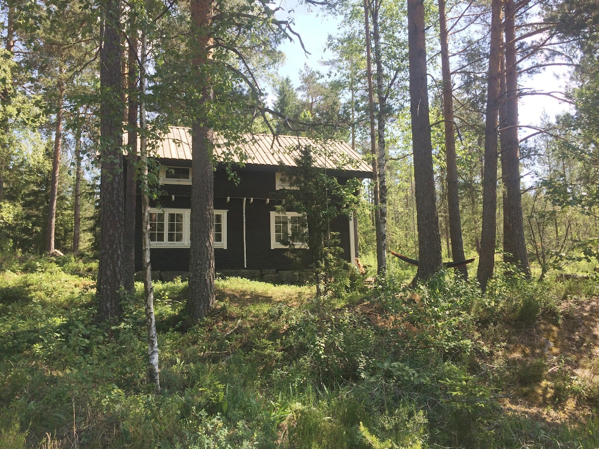 A rustic cabin with a dark exterior is nestled among tall trees in a wooded area. Large windows allow natural light to enter, while the sloped roof adds to the traditional charm. Surrounding greenery enhances the serene environment.