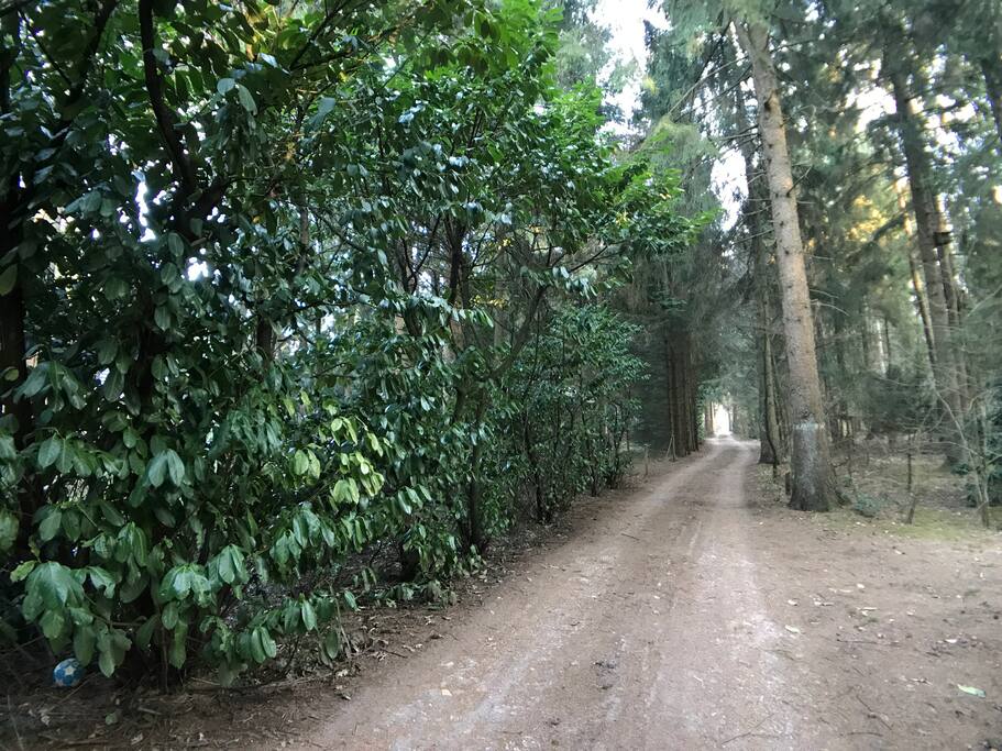 Het rustige laantje in het bos waar aan het einde dit huisje gelegen is