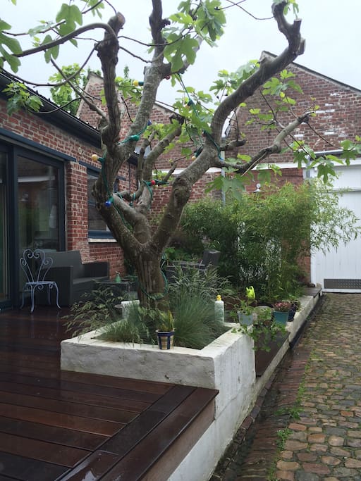 Our fig tree that we light up in the evening