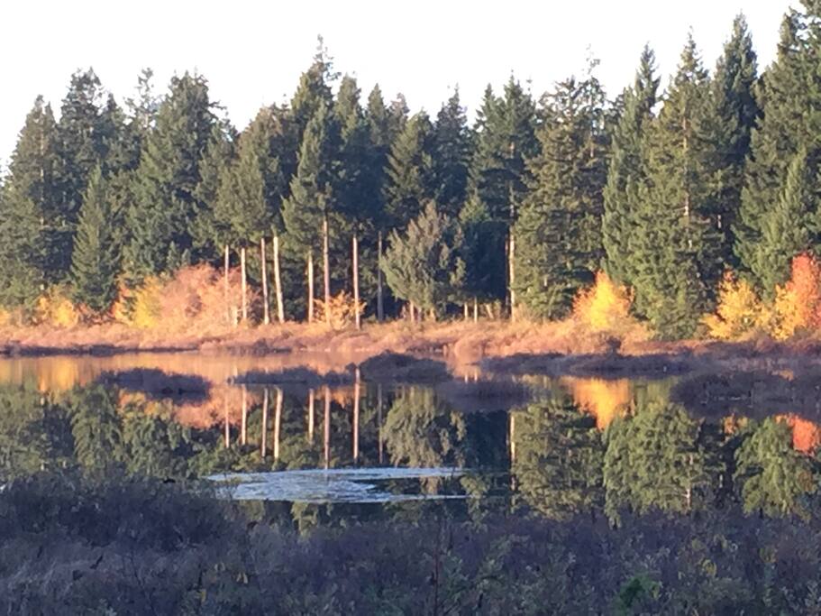 Protected marsh in back yard- lots of bird life and beavers
