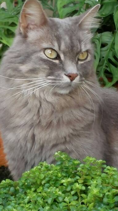Nube nuestra adorable mascota.