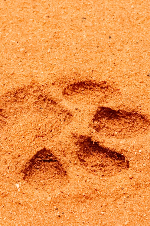 Vom Gastgeber bereitgestelltes Bild im Vollbildmodus anzeigen