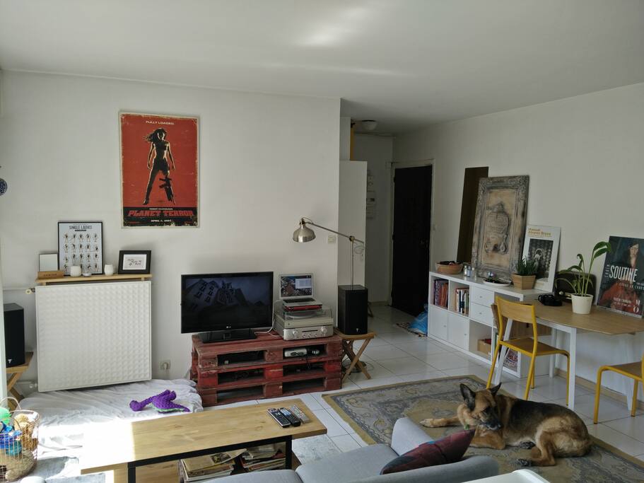 Le chien ne reste pas !