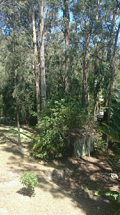 loving the trees