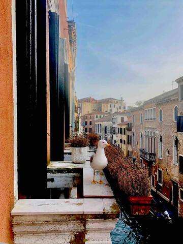 Venice Canal Dream • Gondolas & 4 Balconies gallery image 5