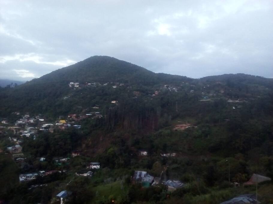Felidia
