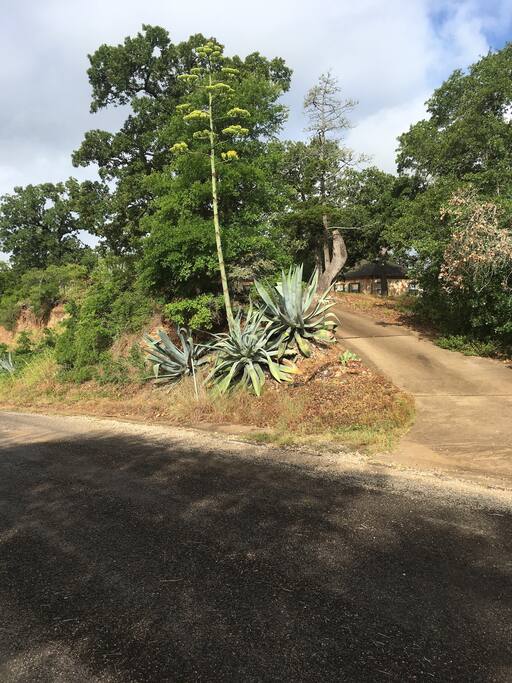 Entry to driveway