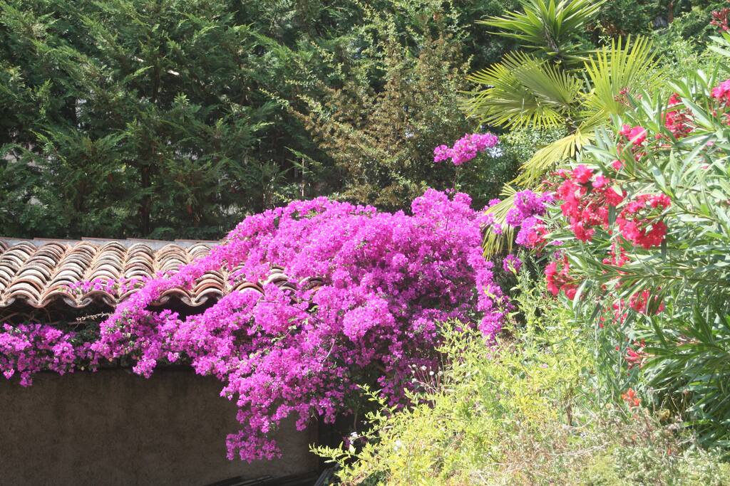 Couleurs du jardins