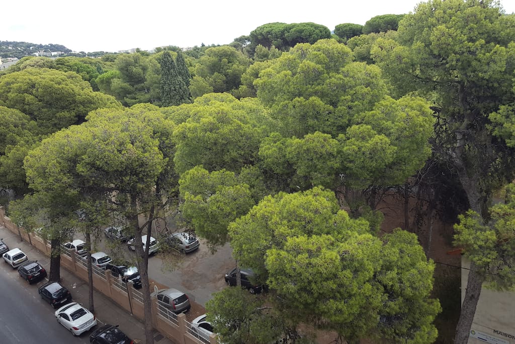Vue sur les pins du parc des Lices et parking facile dans le quartier