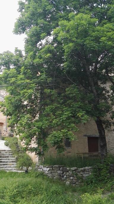 La terrasse, ombragée sous un grand arbre