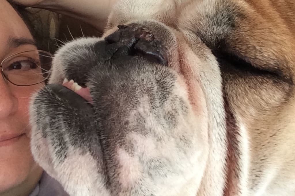 Hercules the Bulldog