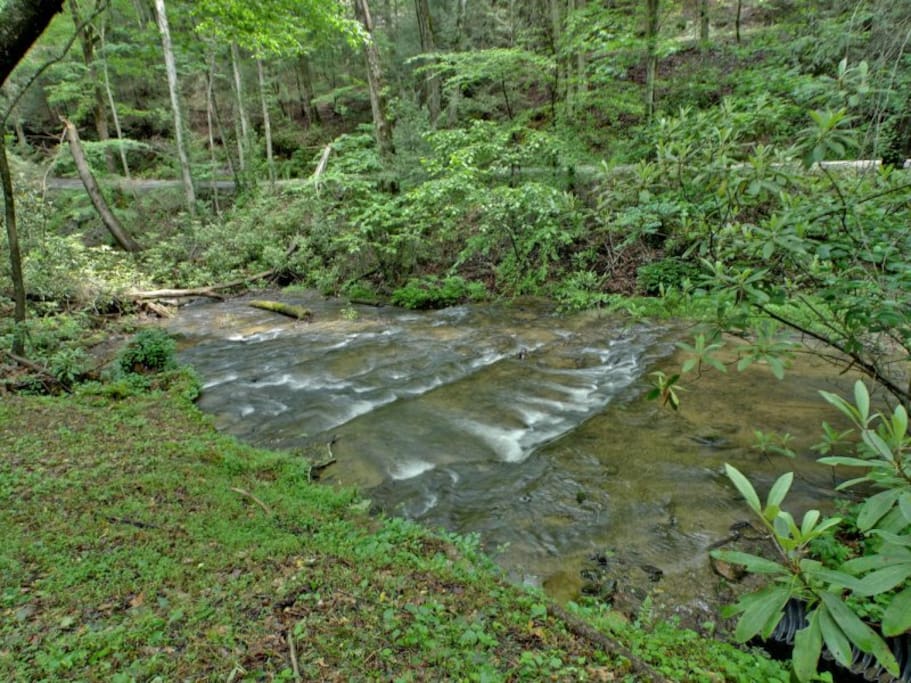 Laurel Creek Sits Right in Front of Bear Pause