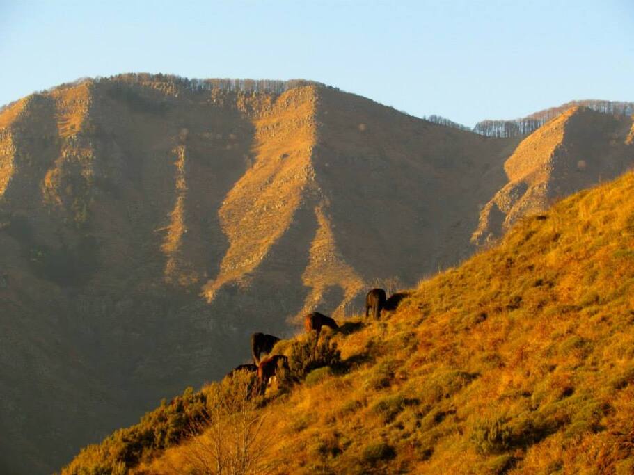 cavalli selvaggi sopra casa