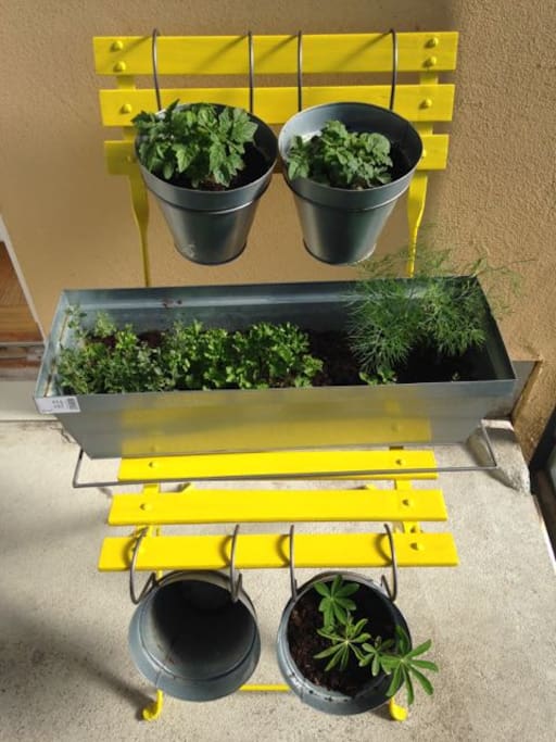 fresh herbs for cooking