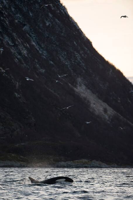Whales in the fjord