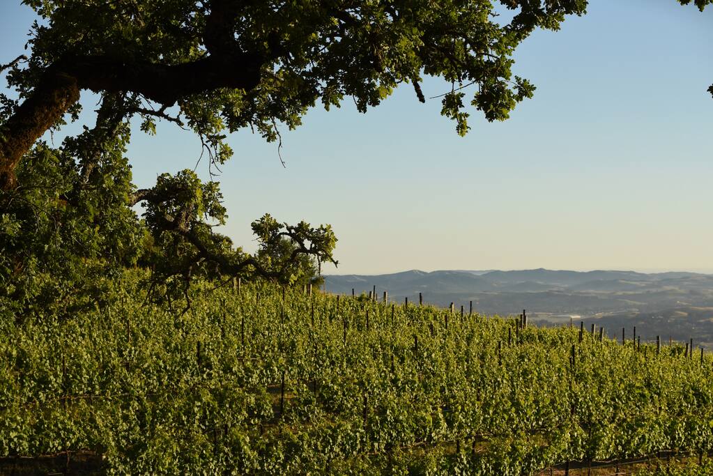 Views of the vineyard