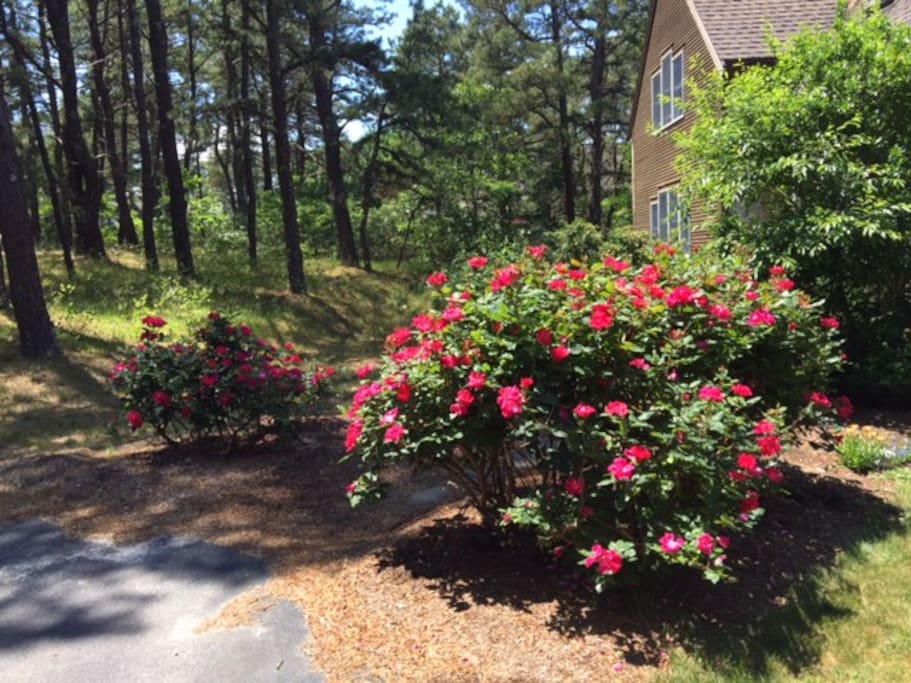 Our roses