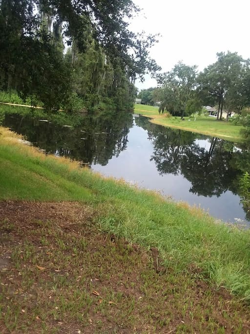 back yard