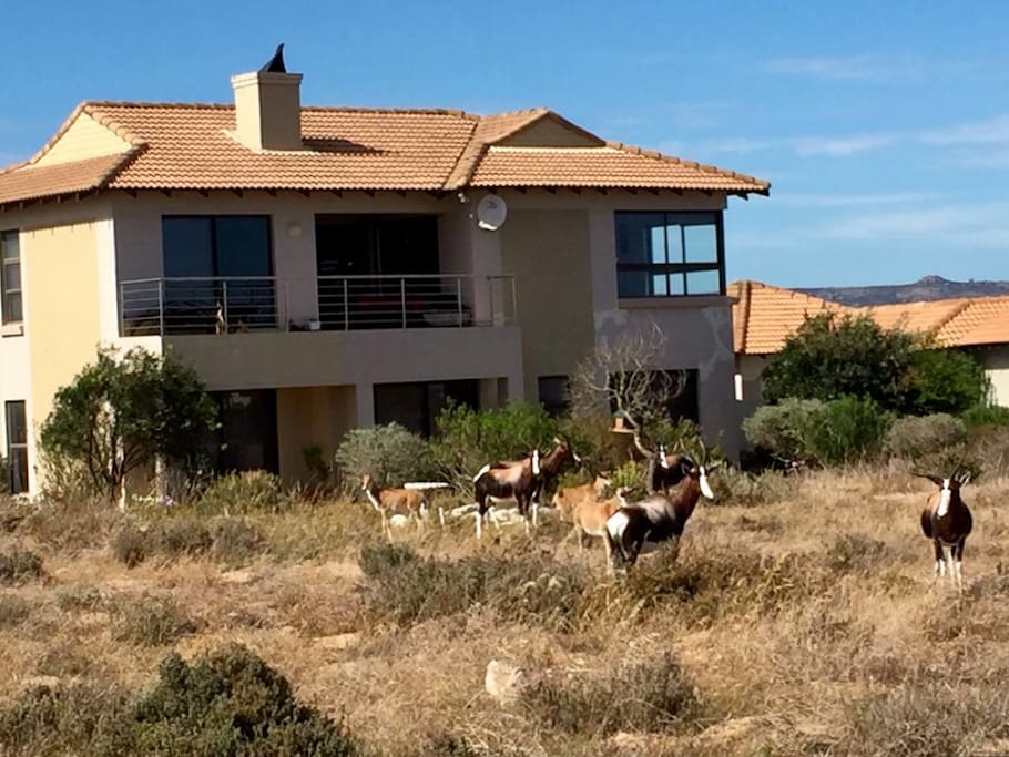 Bok feeding in garden