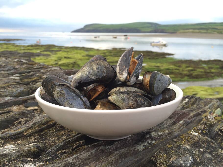 Local Muscles in the front garden overlooking the beach