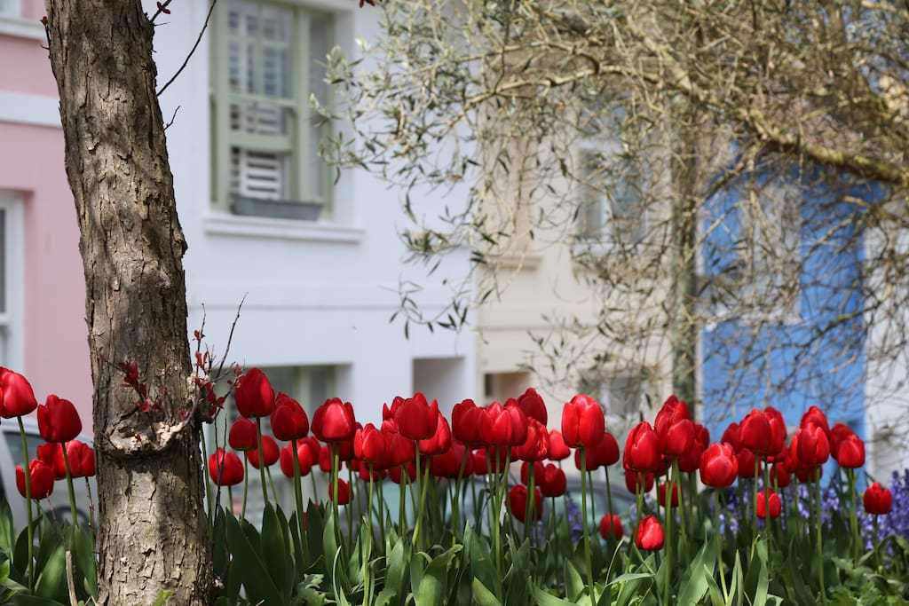 Beautiful flowers in our neighbourhood